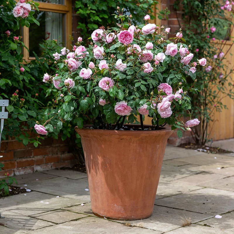 David Austin® Olivia Rose Austin® Rose Bush