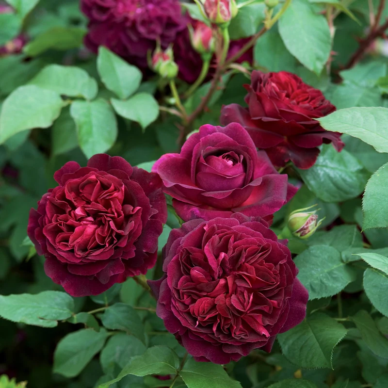 David Austin® Munstead Wood® Rose Bush