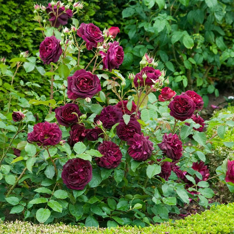 David Austin® Munstead Wood® Rose Bush