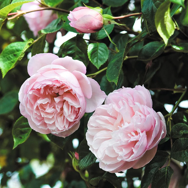 David Austin® The Generous Gardener® English Climbing Rose