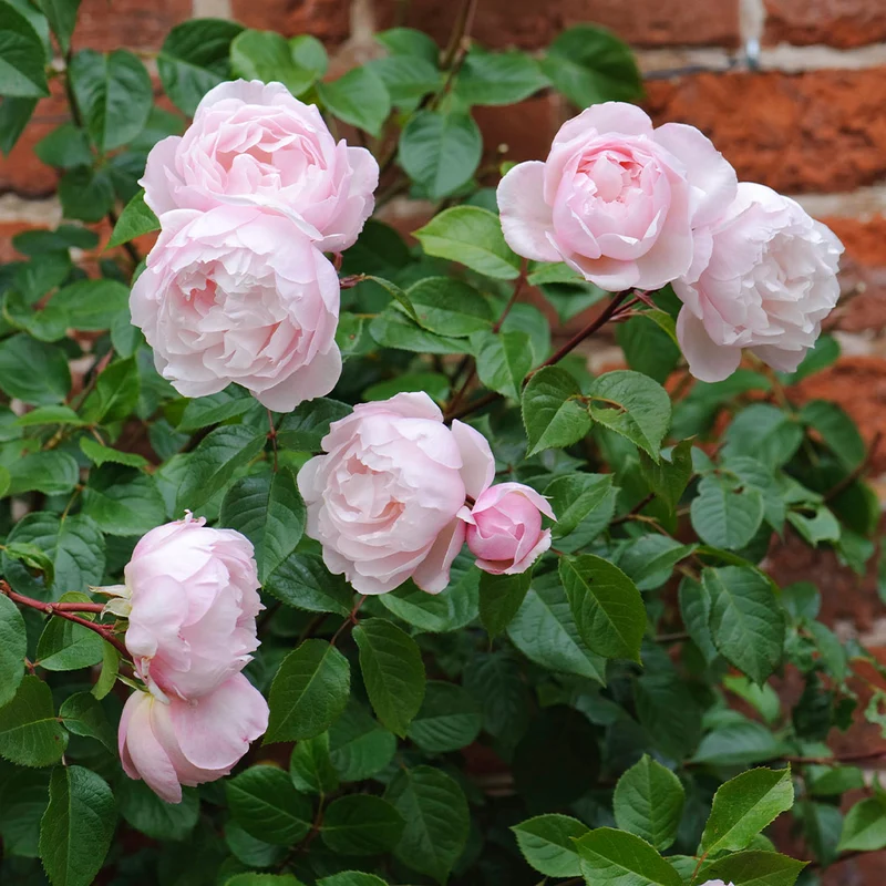 David Austin® The Generous Gardener® English Climbing Rose