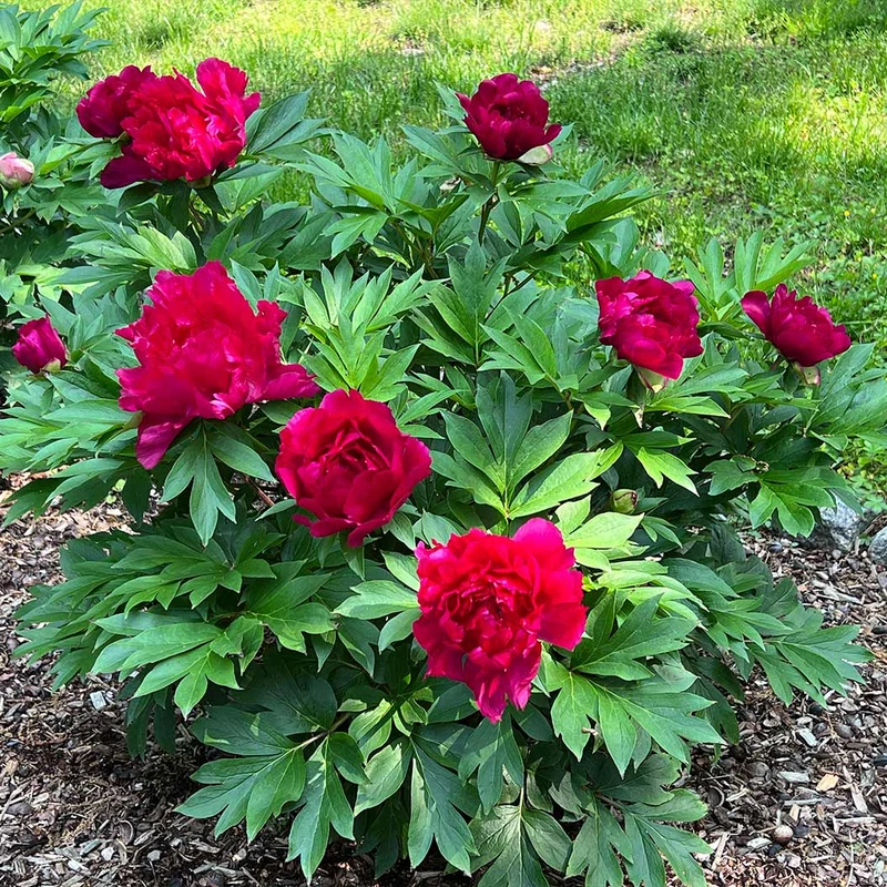 Garden Candy® Candy Apple Itoh Peony Bush