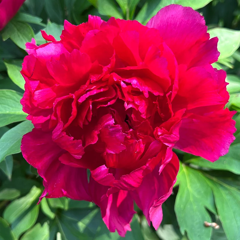 Garden Candy® Candy Apple Itoh Peony Bush