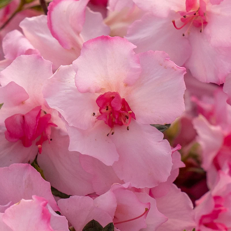 Encore Azalea® Autumn Kiss™ Shrub