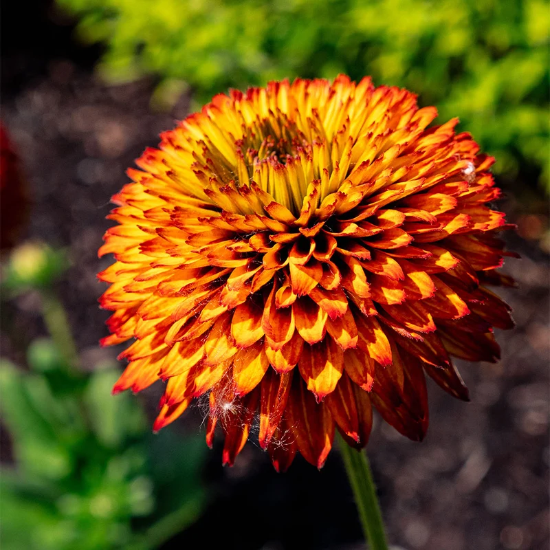 Solar Sisters™ Black Eyed Susan Plant