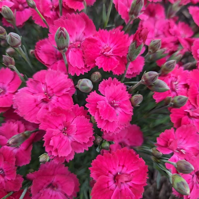 Glamour Time™ Dianthus Plant
