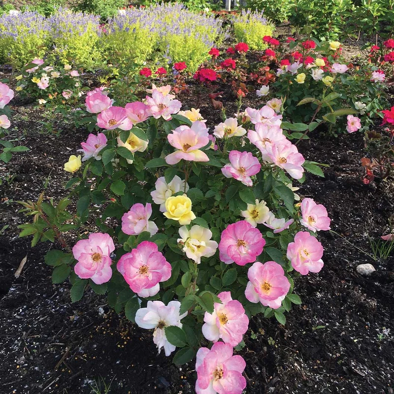 Peach Lemonade® Rose Bush