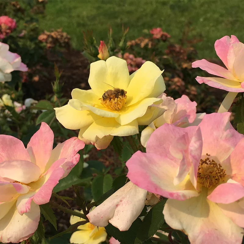 Peach Lemonade® Rose Bush
