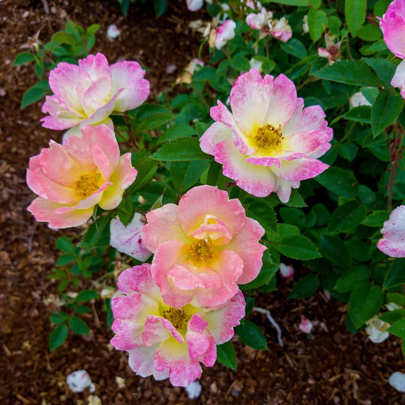 Peach Lemonade® Rose Bush