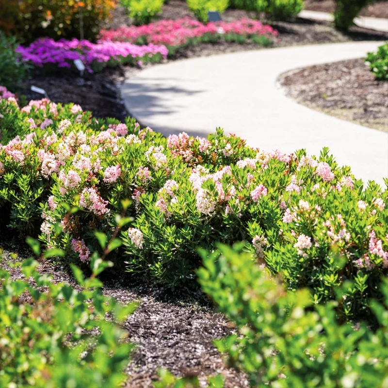 Bloombux® Blush Rhododendron Bush