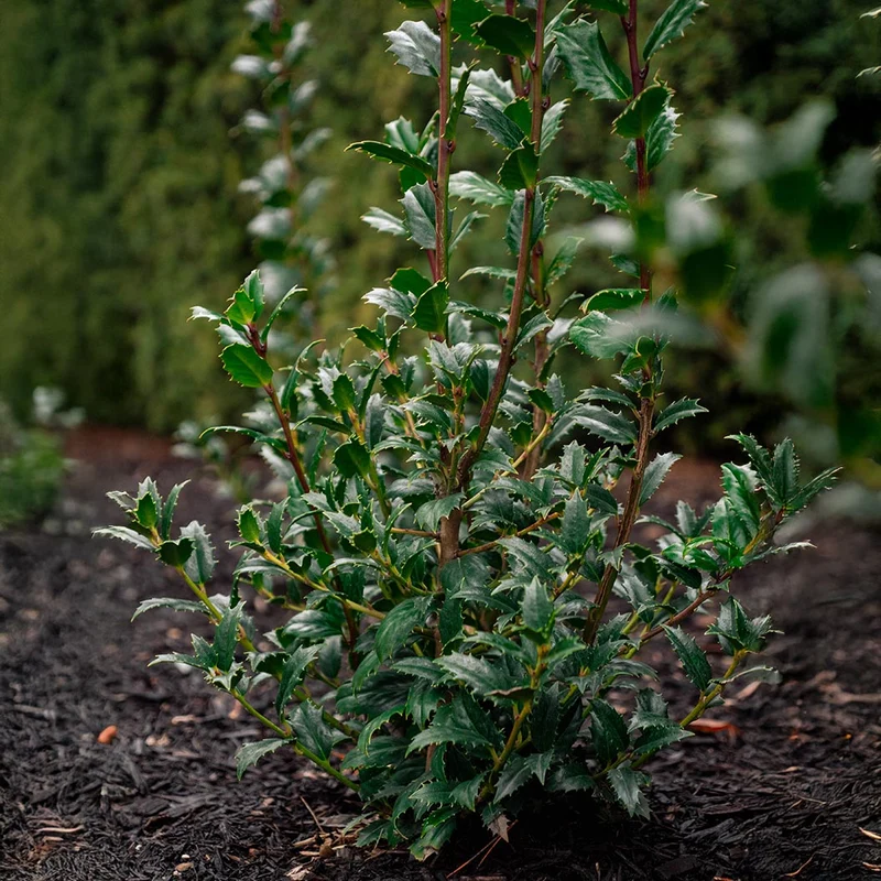 Great Neighbor™ Holly Shrub