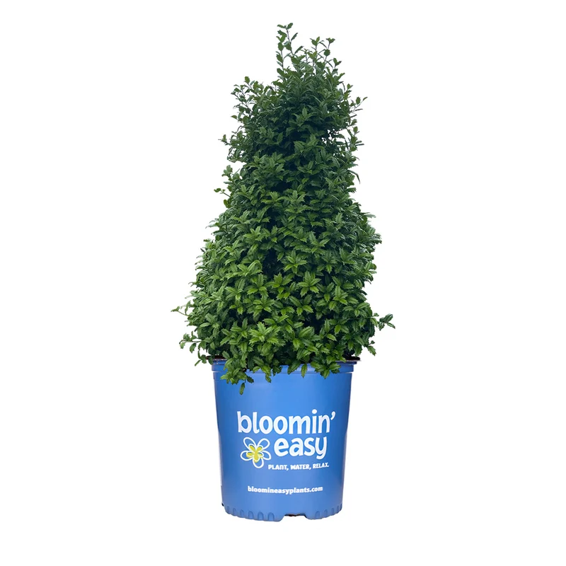 Great Neighbor™ Holly Shrub