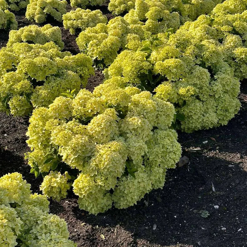 Bubble Bath™ Hardy Panicle Hydrangea Shrub