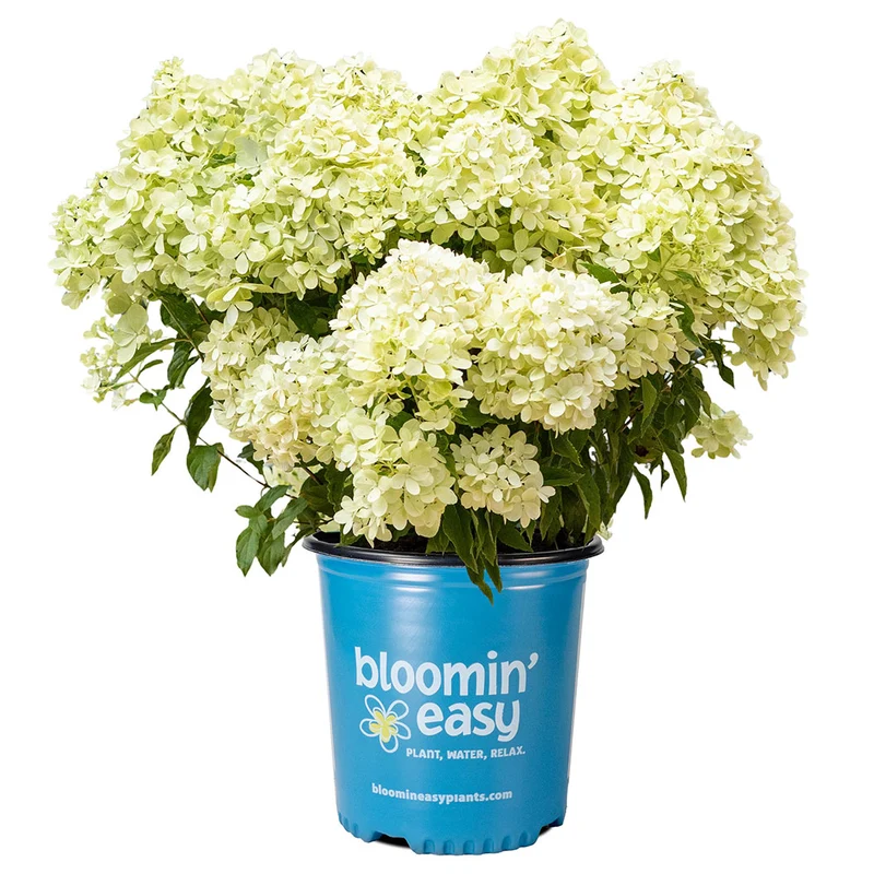 Bubble Bath™ Hardy Panicle Hydrangea Shrub