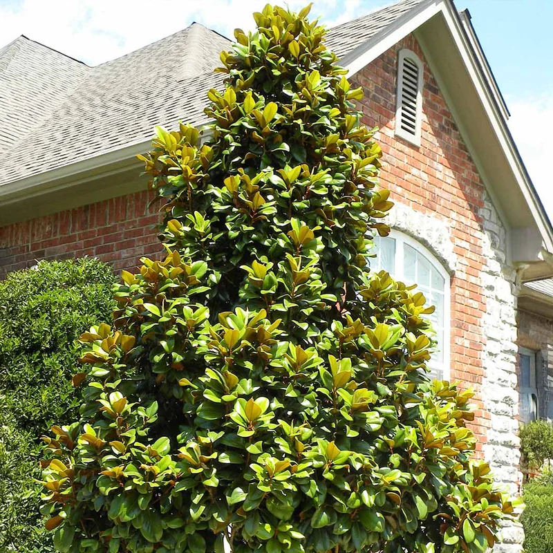 Teddy Bear® Southern Magnolia Tree