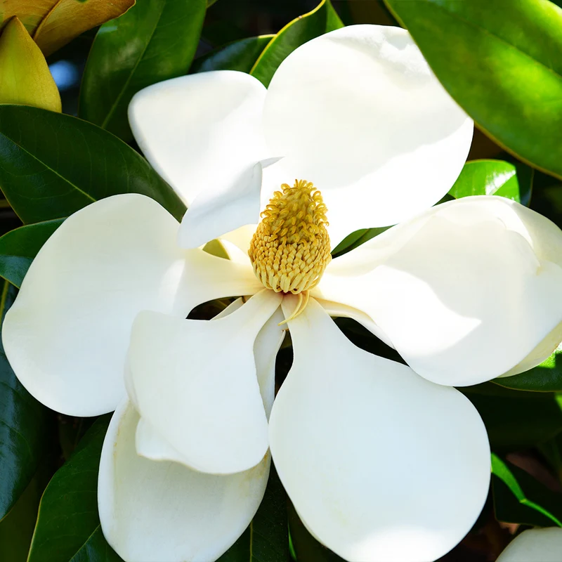 Teddy Bear® Southern Magnolia Tree