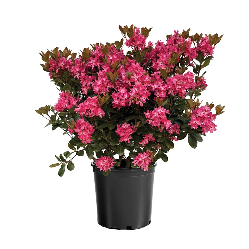 Pink Pearl™ Improved Indian Hawthorne Shrub