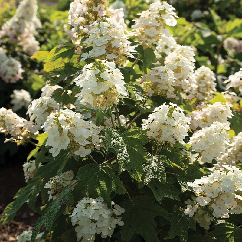 Autumn Reprise Oakleaf Hydrangea Shrub