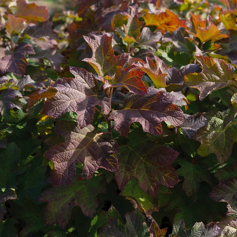 Autumn Reprise Oakleaf Hydrangea Shrub