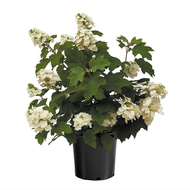 Autumn Reprise Oakleaf Hydrangea Shrub