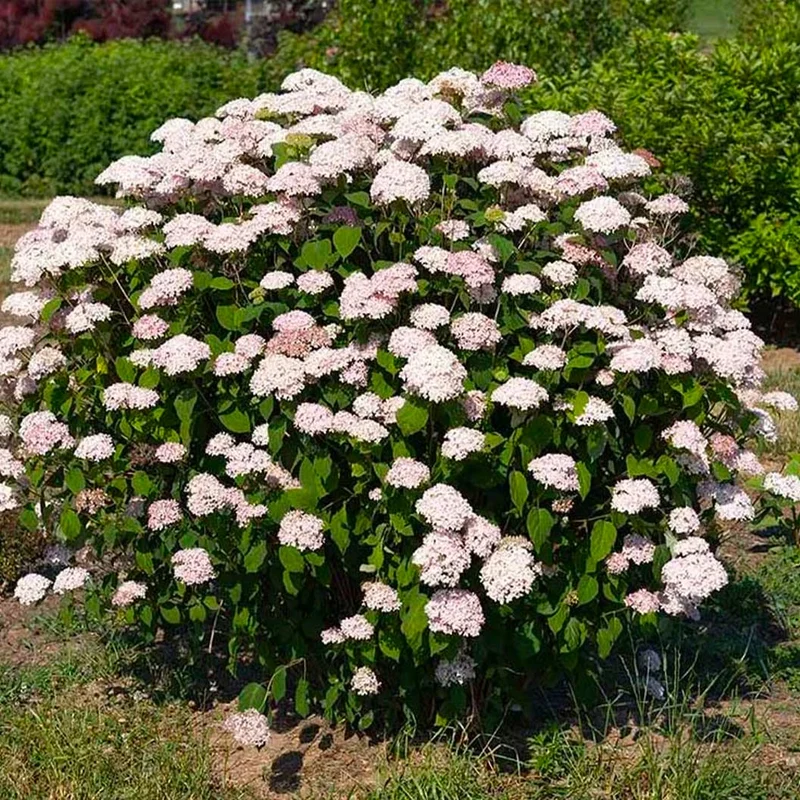 American Lace™ Pink Smooth Hydrangea Shrub