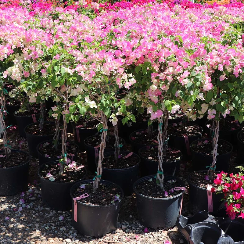 Thai Delight Bougainvillea Tree