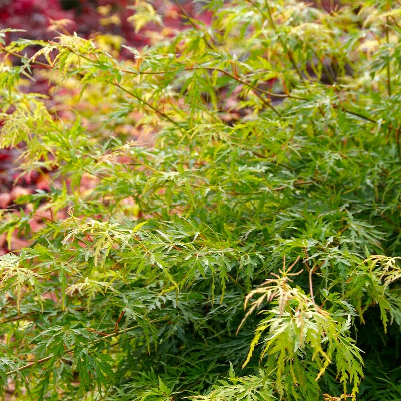 Seiryu Japanese Maple Tree