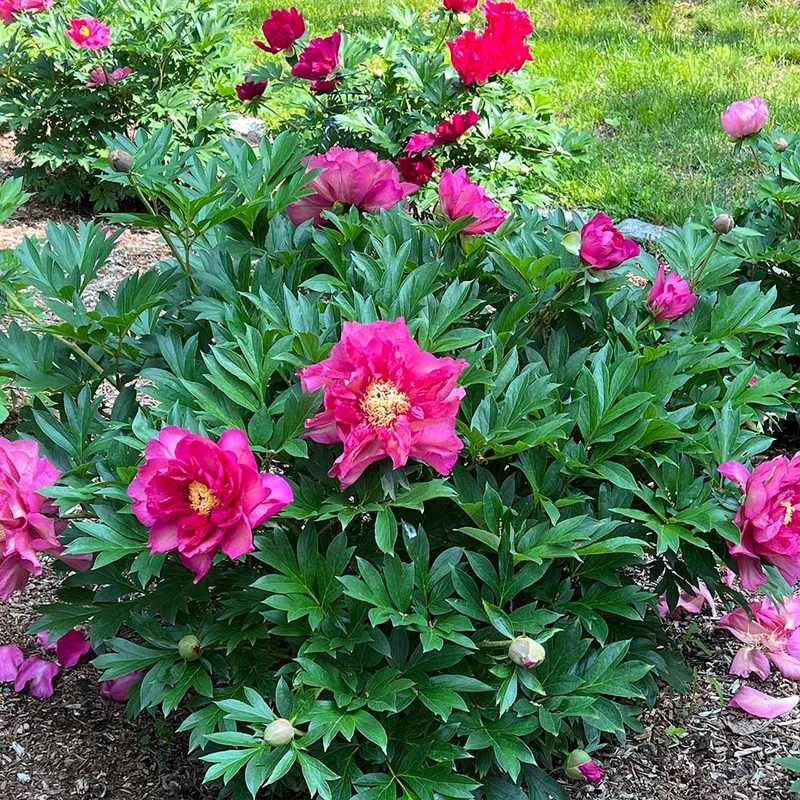 Garden Candy® Noa Jolie™ Itoh Peony Plant