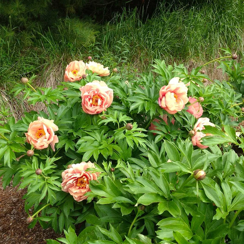 Garden Candy® Peach A Licious™ Itoh Peony Plant