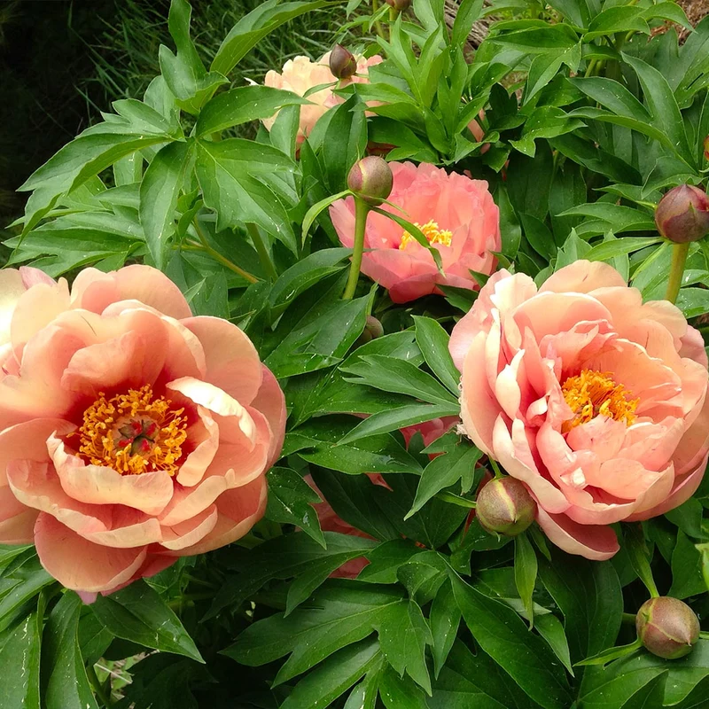 Garden Candy® Peach A Licious™ Itoh Peony Plant