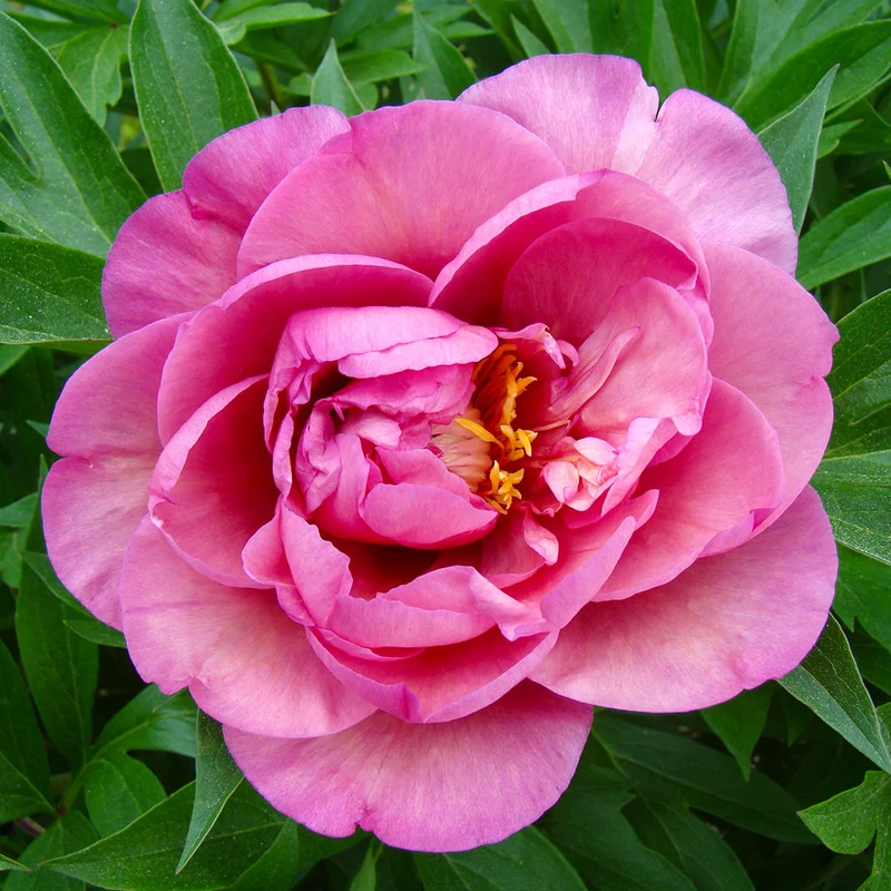 Garden Candy® Double Bubble Pink™ Itoh Peony Plant