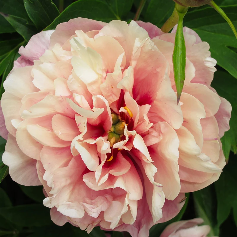 Garden Candy® Double Bubble Pink™ Itoh Peony Plant