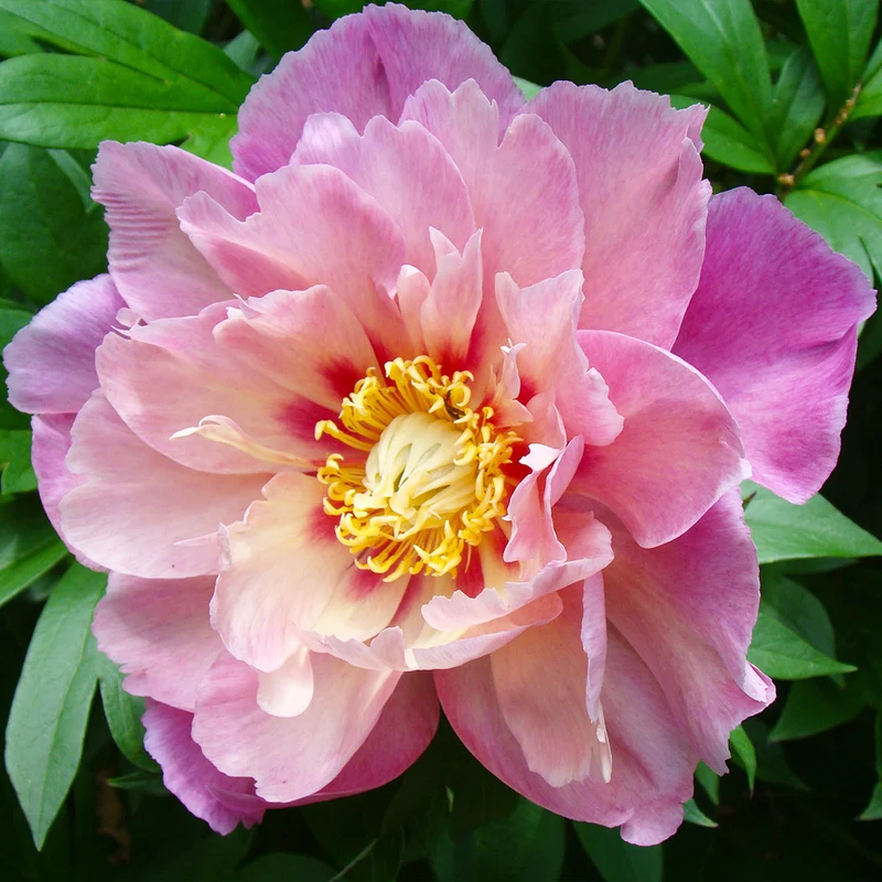 Garden Candy® Sweet Treat™ Itoh Peony Plant