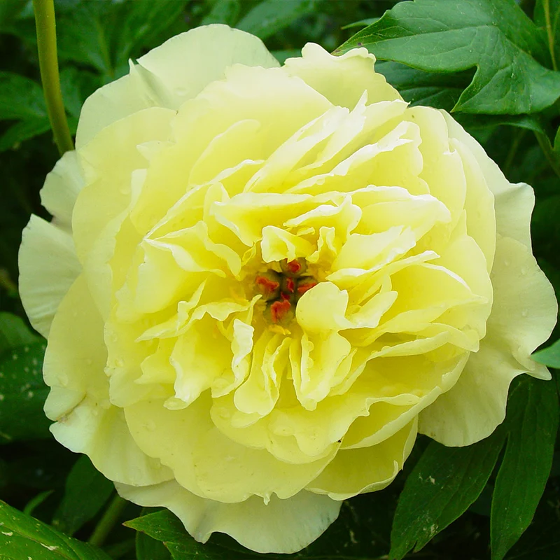 Garden Candy® Amy Jo Itoh Peony Plant