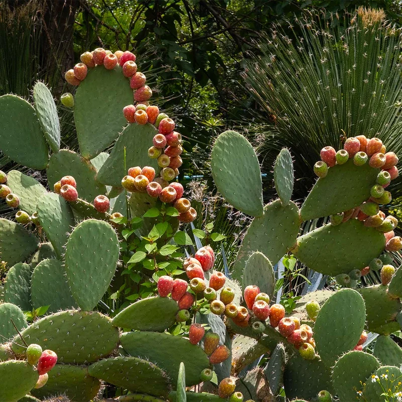Nopal Prickly Pear Cactus Plant