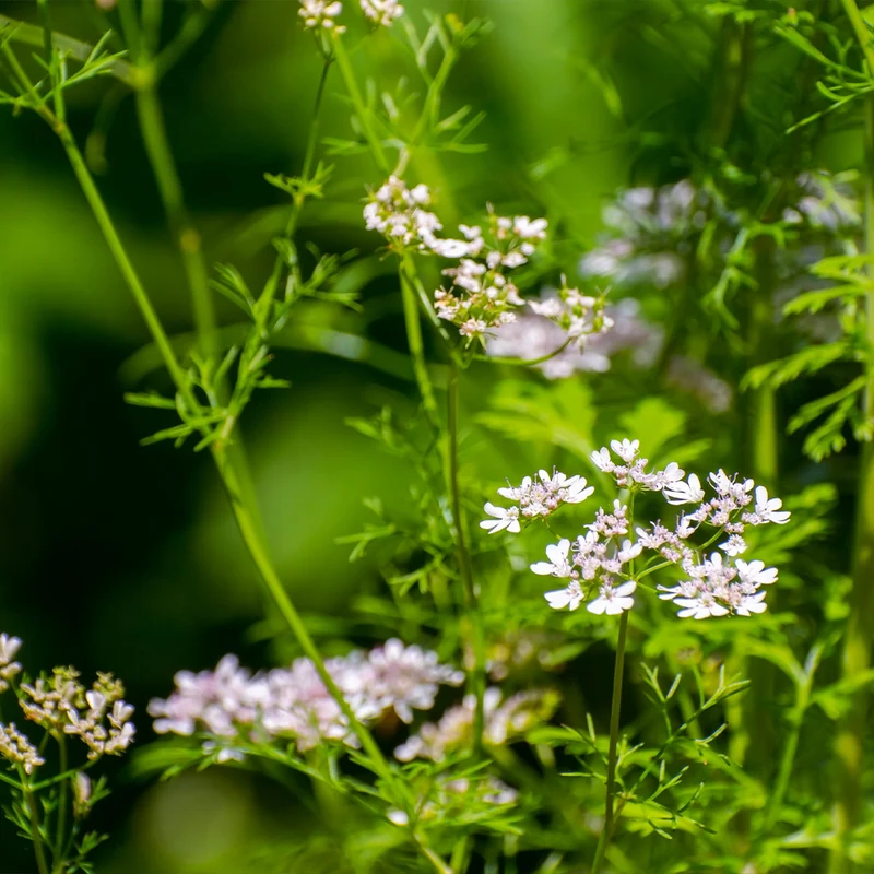 Cilantro Plant - USDA Organic