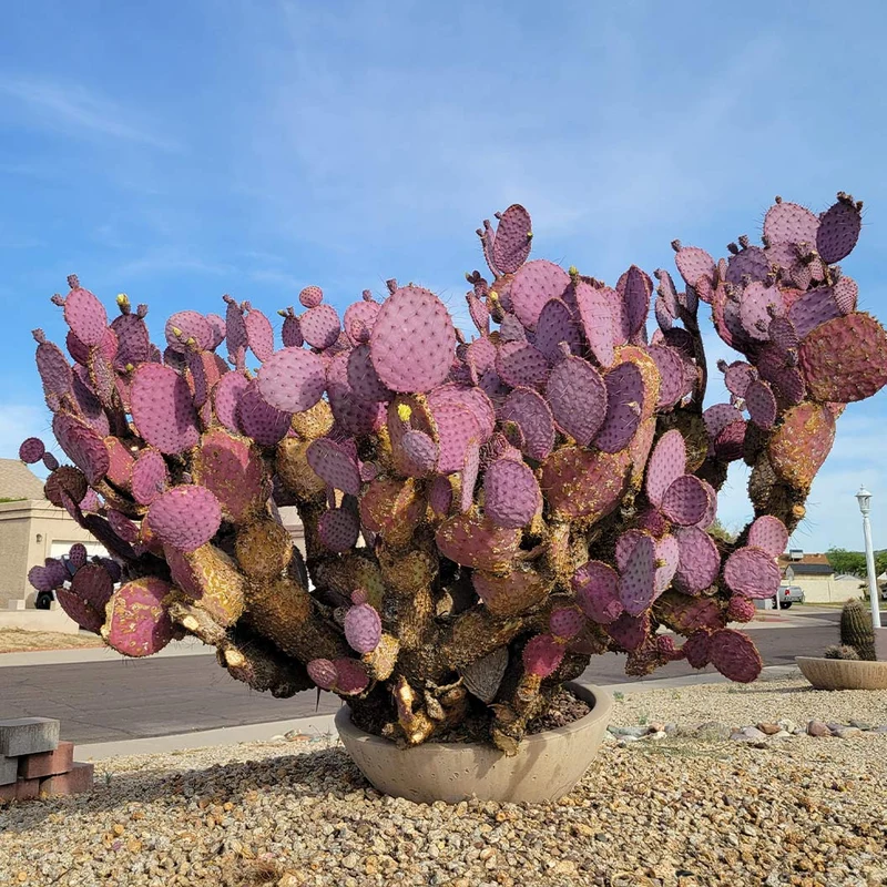 Santa Rita Prickly Pear Cactus Shrub