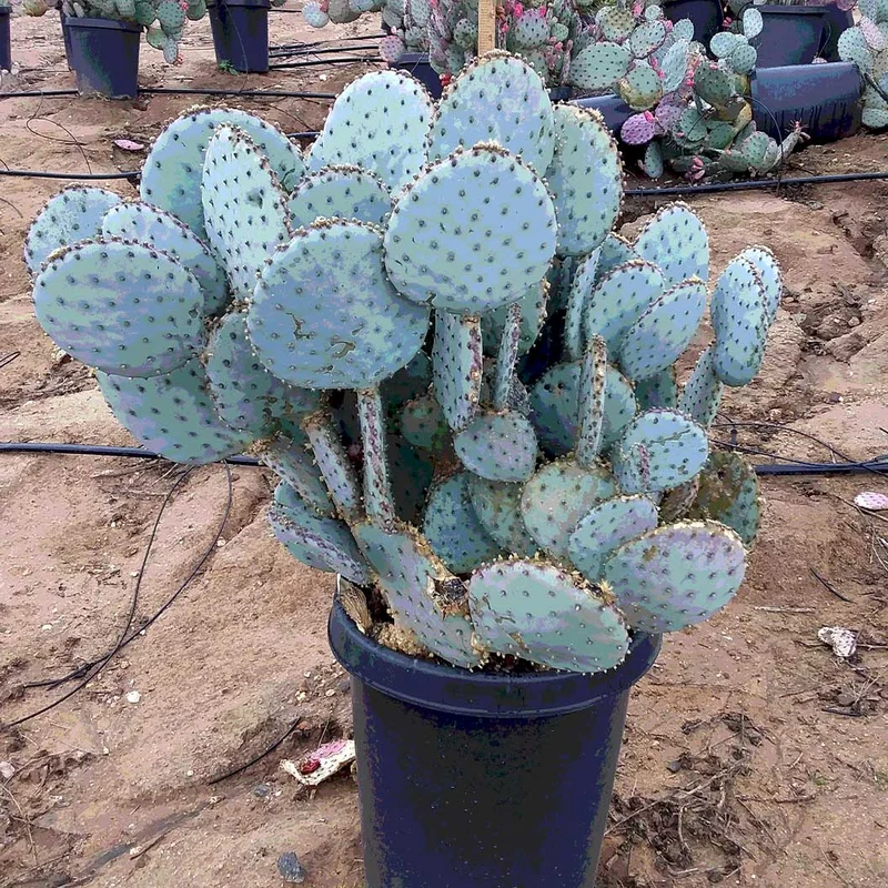 Santa Rita Prickly Pear Cactus Shrub
