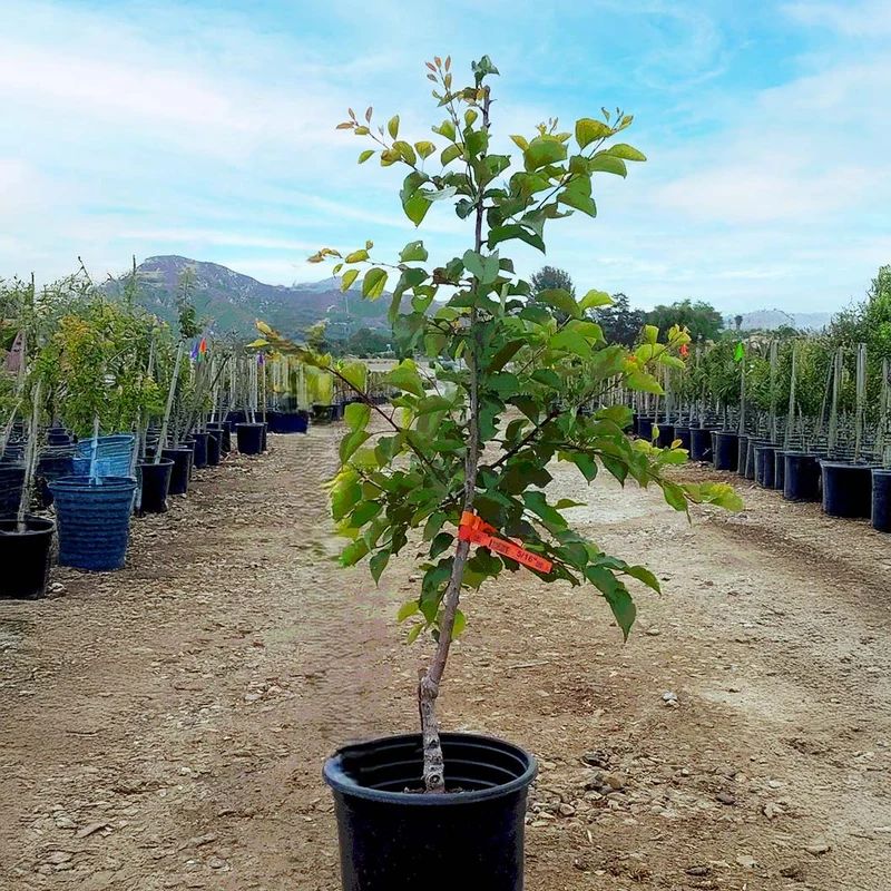 Katy Apricot Tree