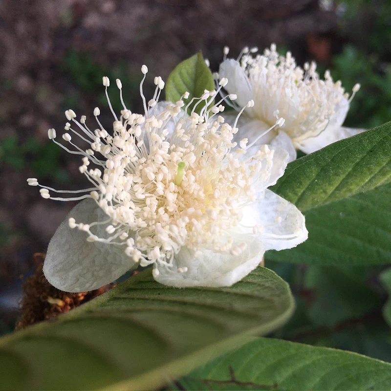 Tikal Pink Guava Tree