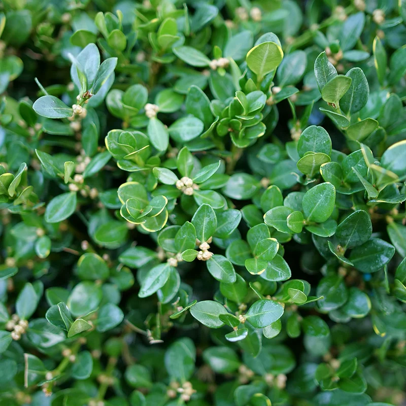Proven Winners® Neatball® Boxwood Shrub