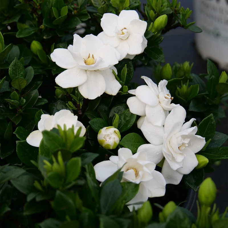Proven Winners® Steady As She Goes® Gardenia Shrub