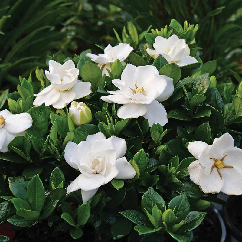 Proven Winners® Steady As She Goes® Gardenia Shrub
