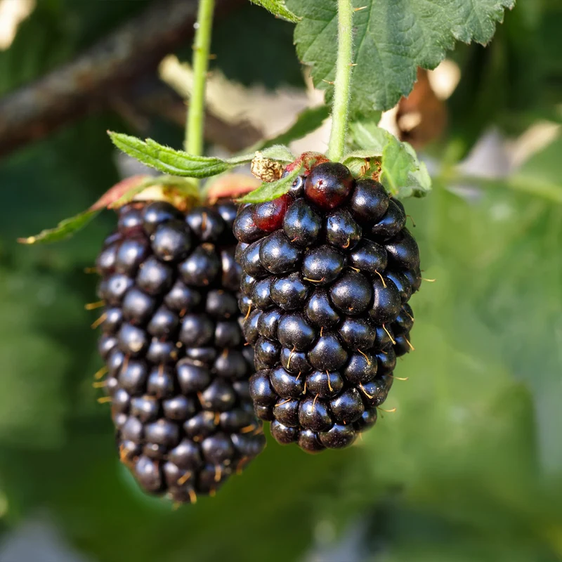 Sweetie Pie Thornless Blackberry Bush
