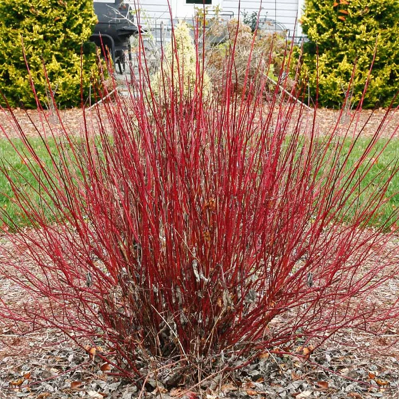 Proven Winners® Arctic Fire® Red Twig Dogwood Shrub
