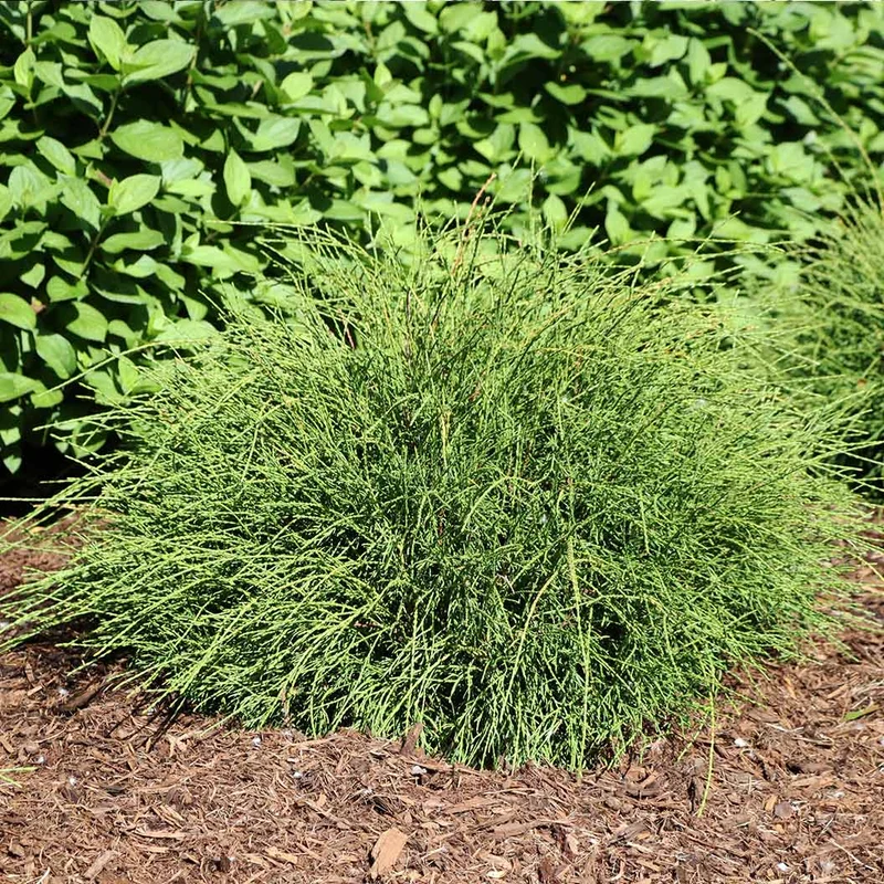 Proven Winners® Whip It Good® Arborvitae Shrub