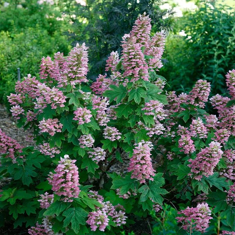 Proven Winners® Gatsby Pink® Oakleaf Hydrangea Shrub