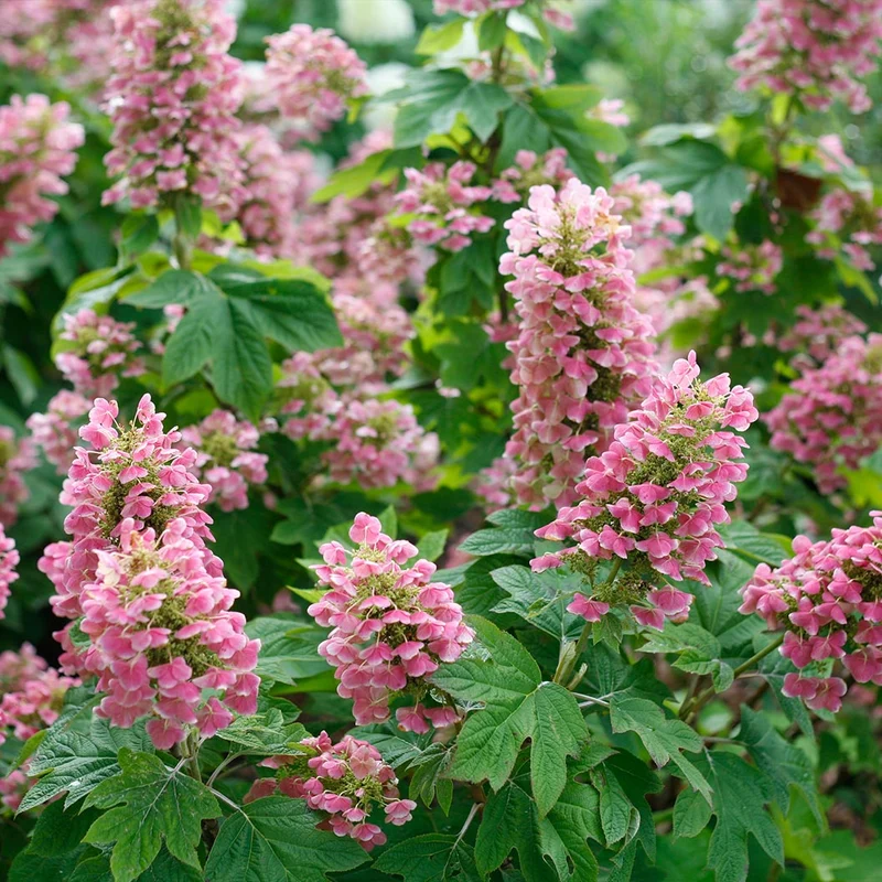 Proven Winners® Gatsby Pink® Oakleaf Hydrangea Shrub