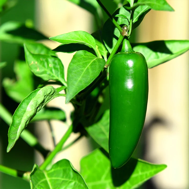 Jalapeno Pepper Plant - USDA Organic