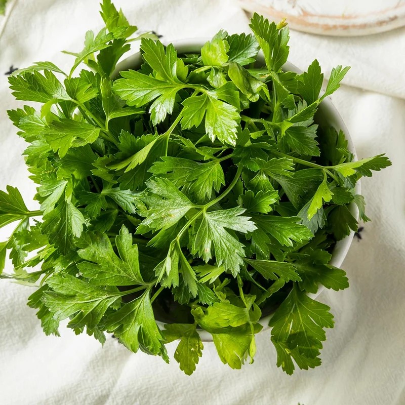Italian Parsley Plant - USDA Organic